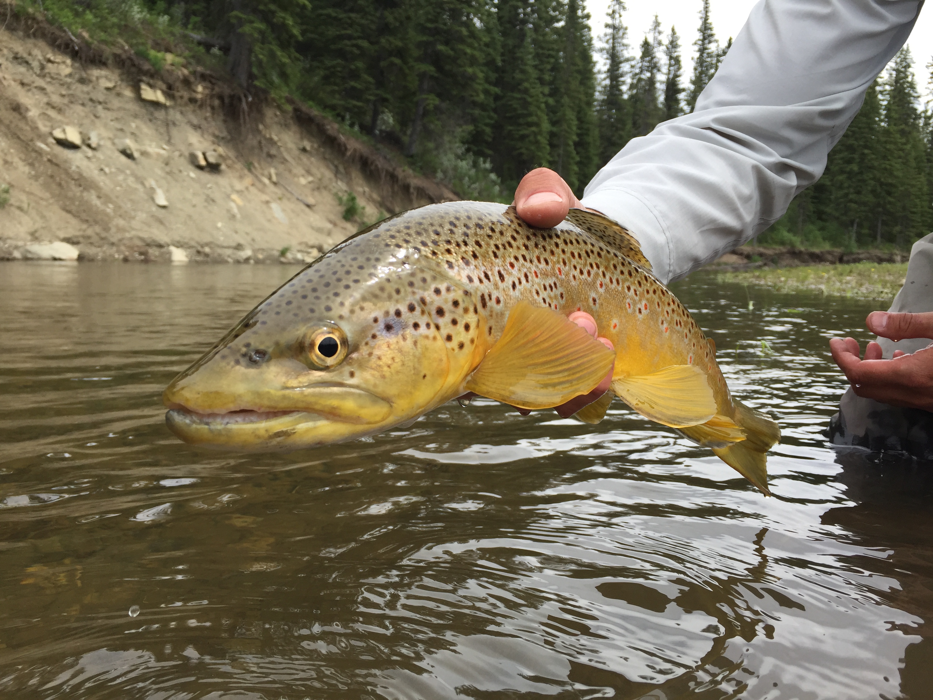 Banff fly fishing, Guided Fly Fishing trips on the rivers of Alberta