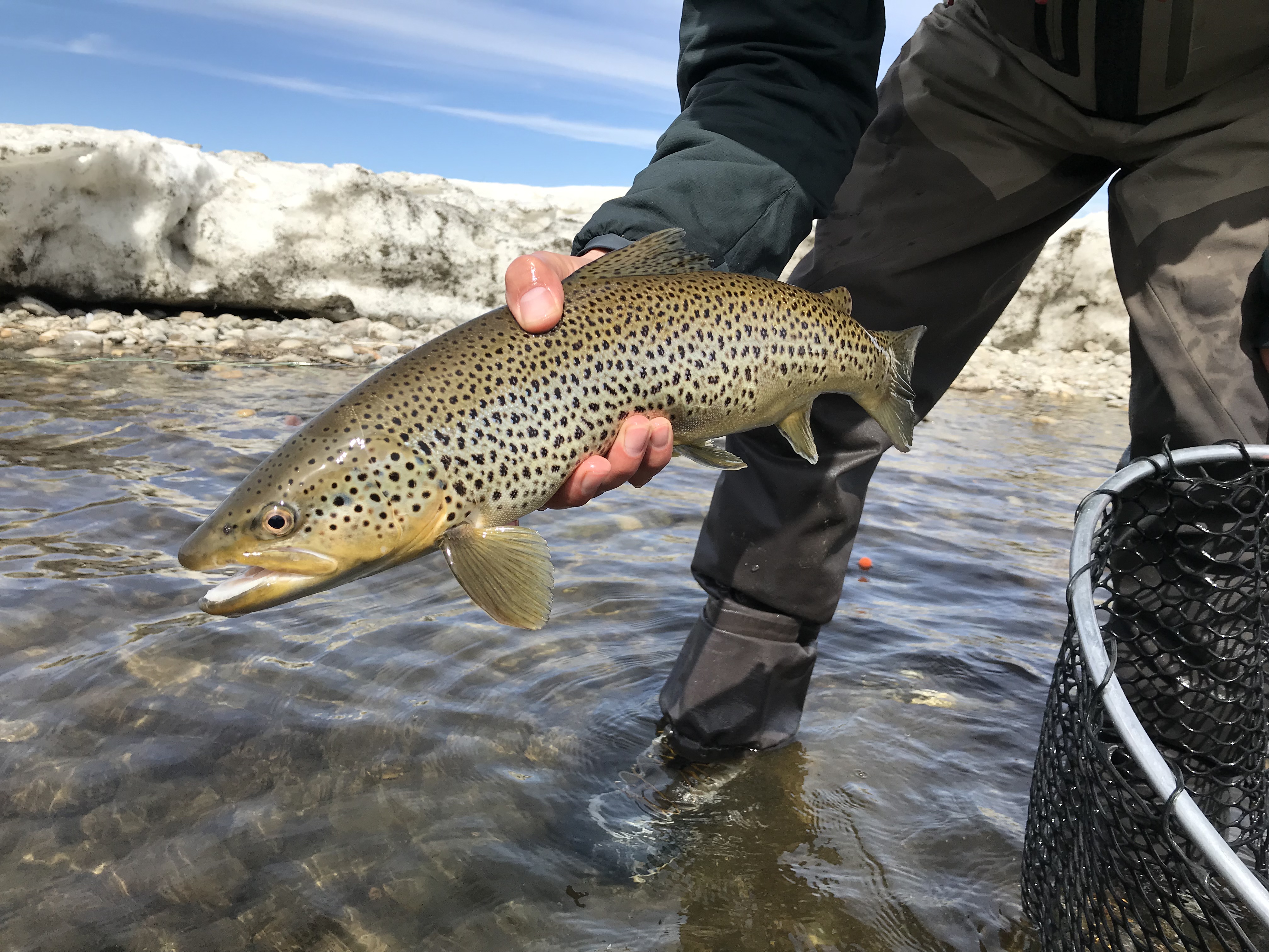 Banff fly fishing | Guided Fly Fishing trips on the rivers of Alberta
